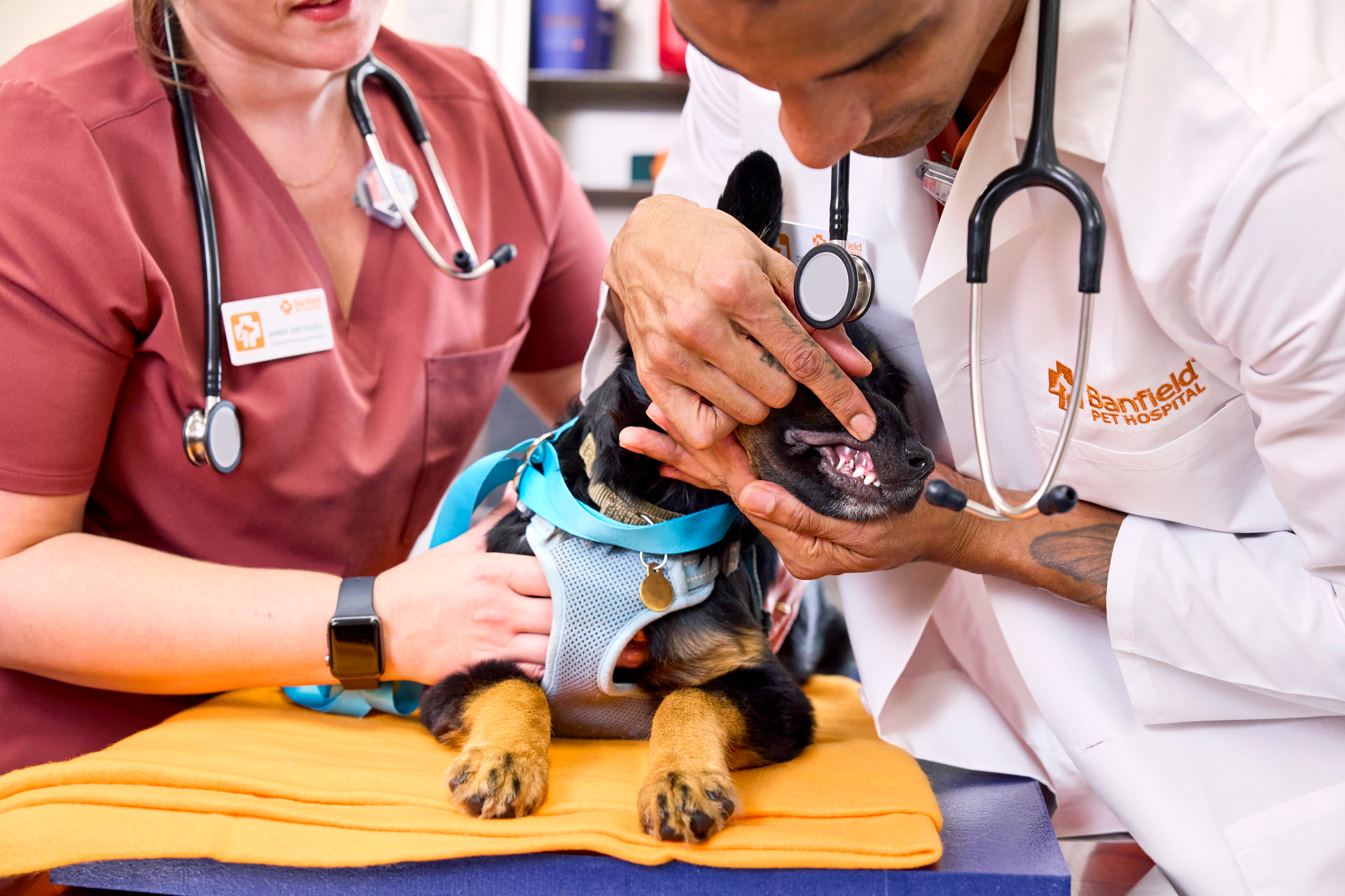 A Beauceron puppy getting its teeth examined by Banfield vet staff