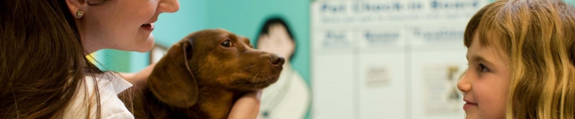 A dark brown dog being held by their owner looking at a child