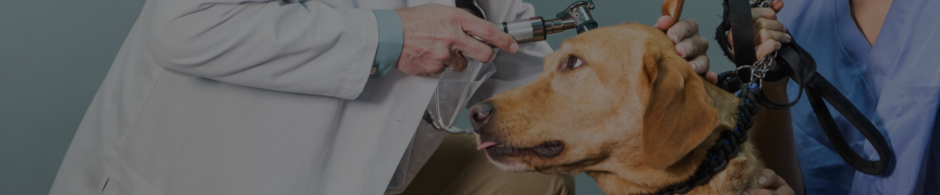 A dog getting its ear examined by a vet professional