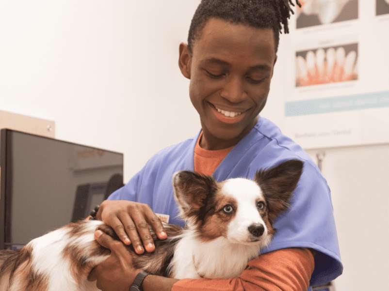 Doctor holding dog in hand