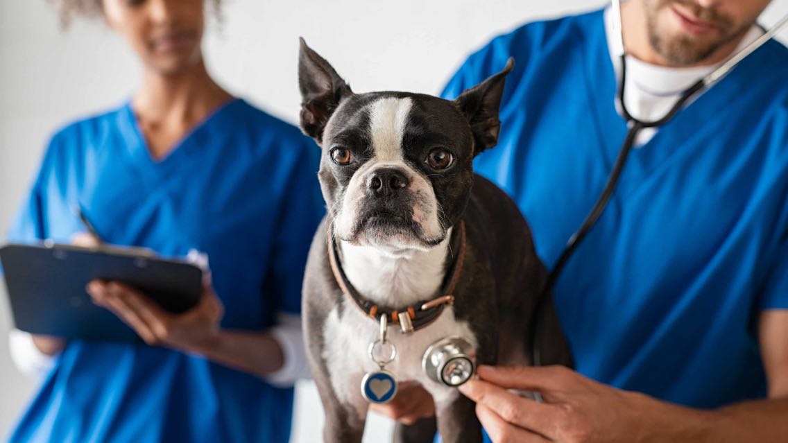 Doctor checking dog in banfield hospital