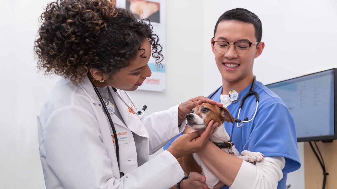 Doctors checking dog eye
