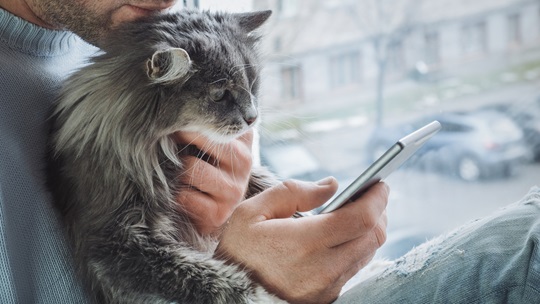 a cat staring at a phone