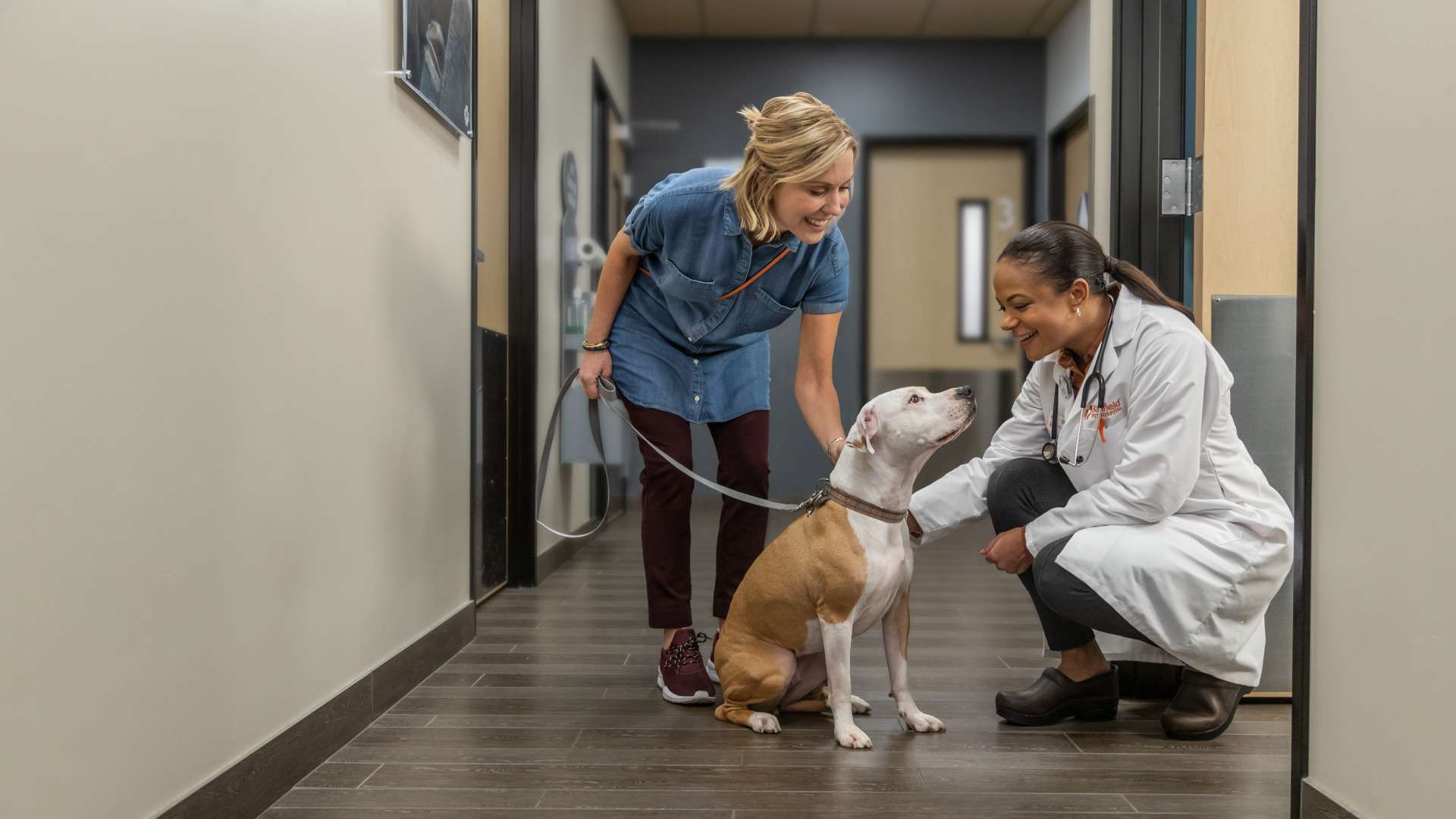 A veterinarian greets a client and her pet Pitbull