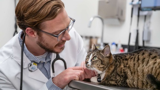 a doctor examining a cat