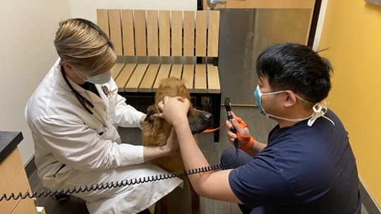 a dog receiving an eye exam