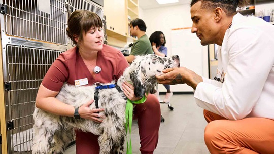 A dog at the vet