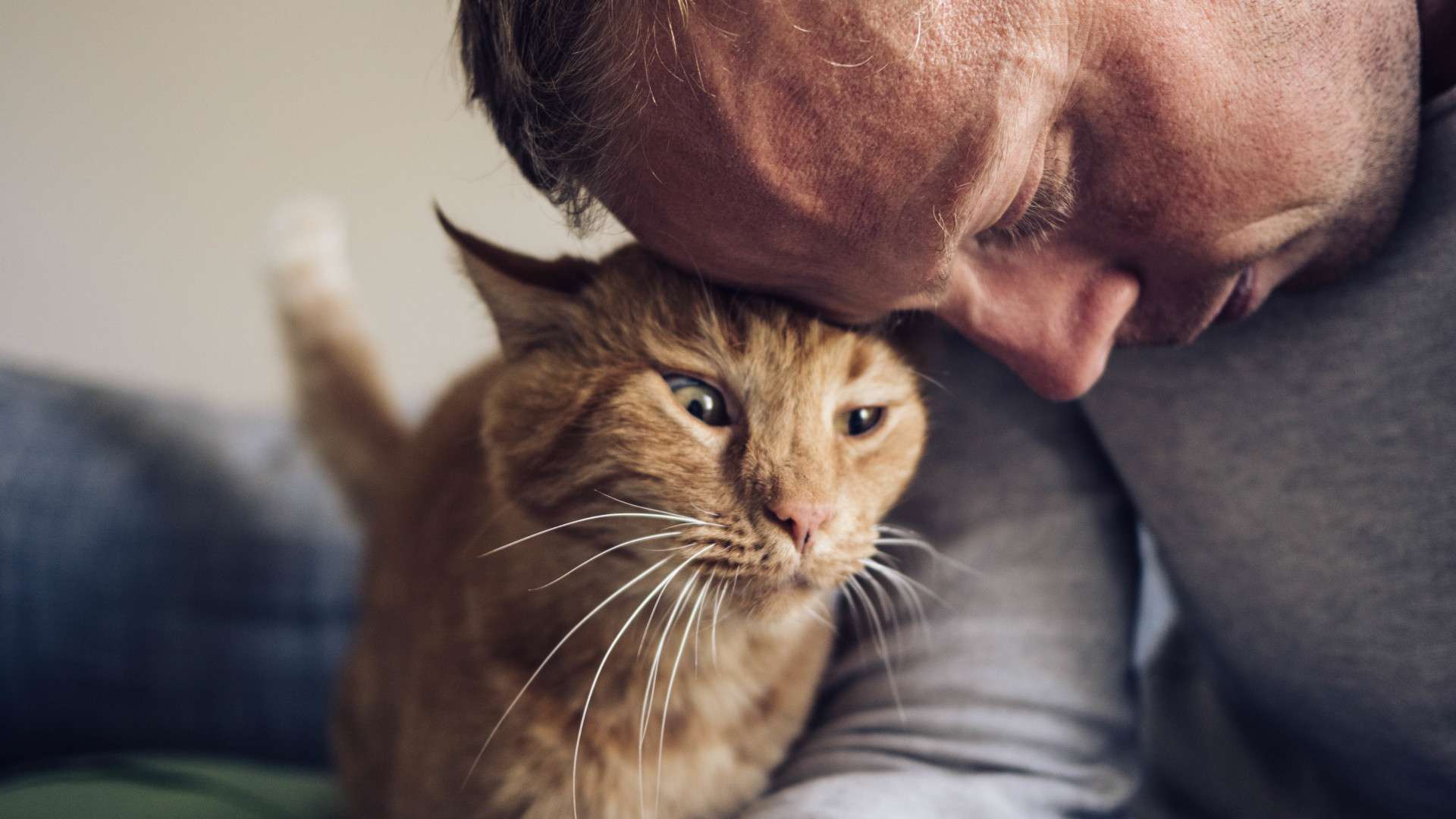 a cat getting pets from a human