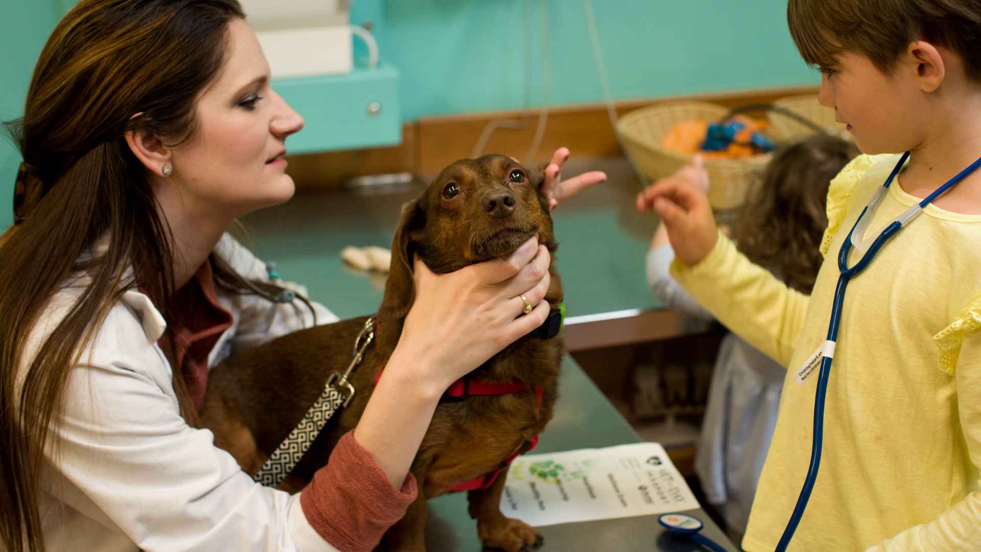 doctor checking brown dog