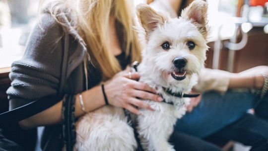 dog looking at the camera