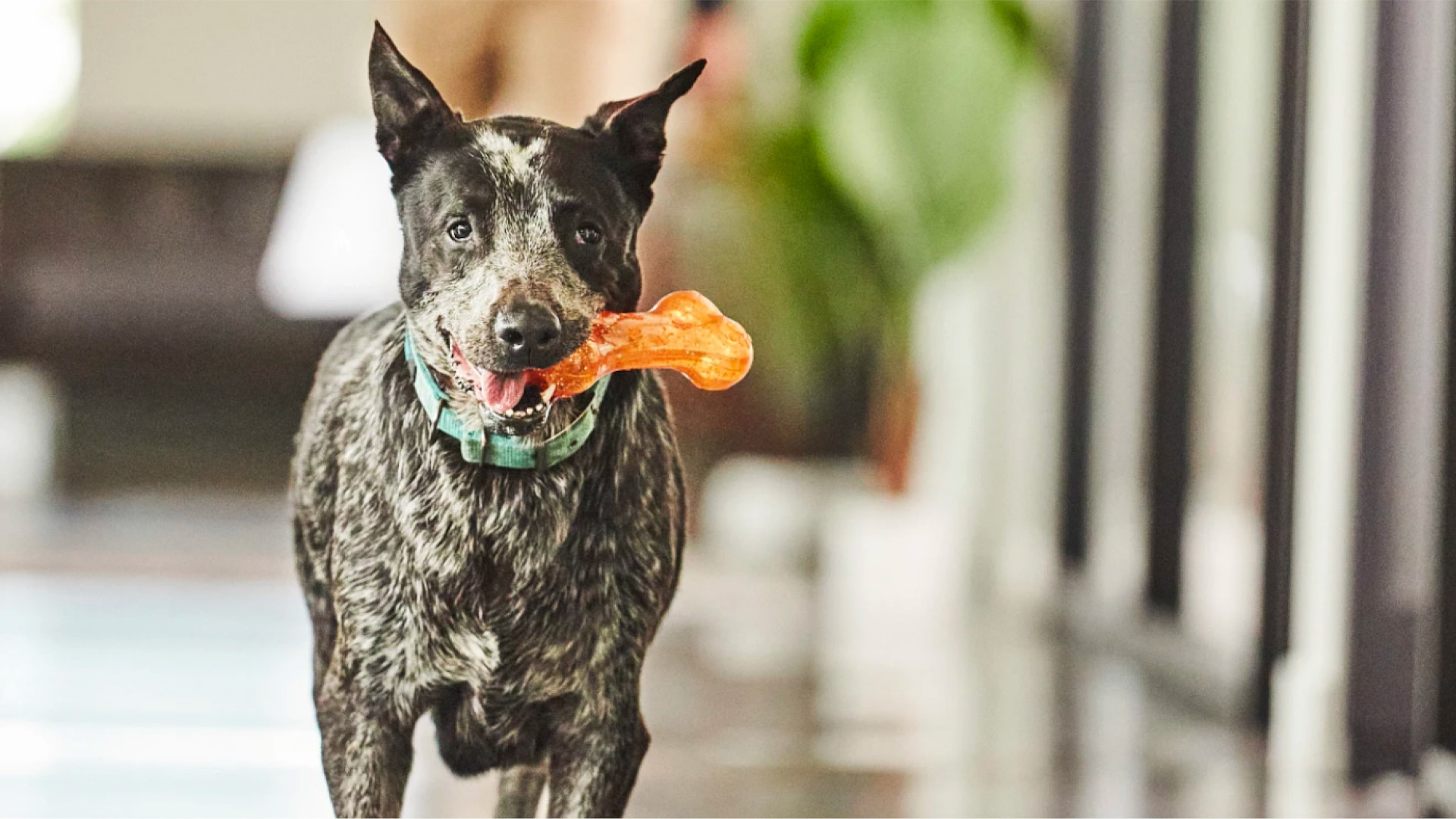 a dog holding a plastic bone