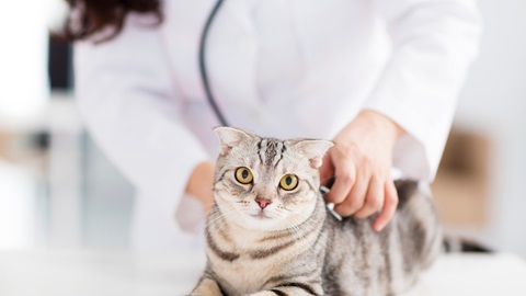 A cat at the vet