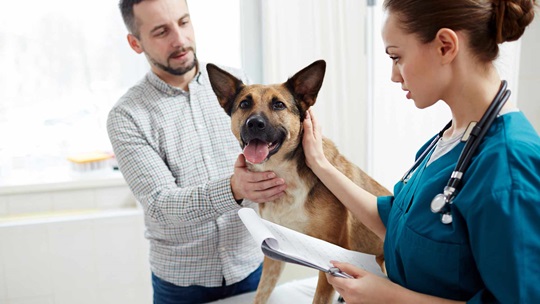 a dog at the vet