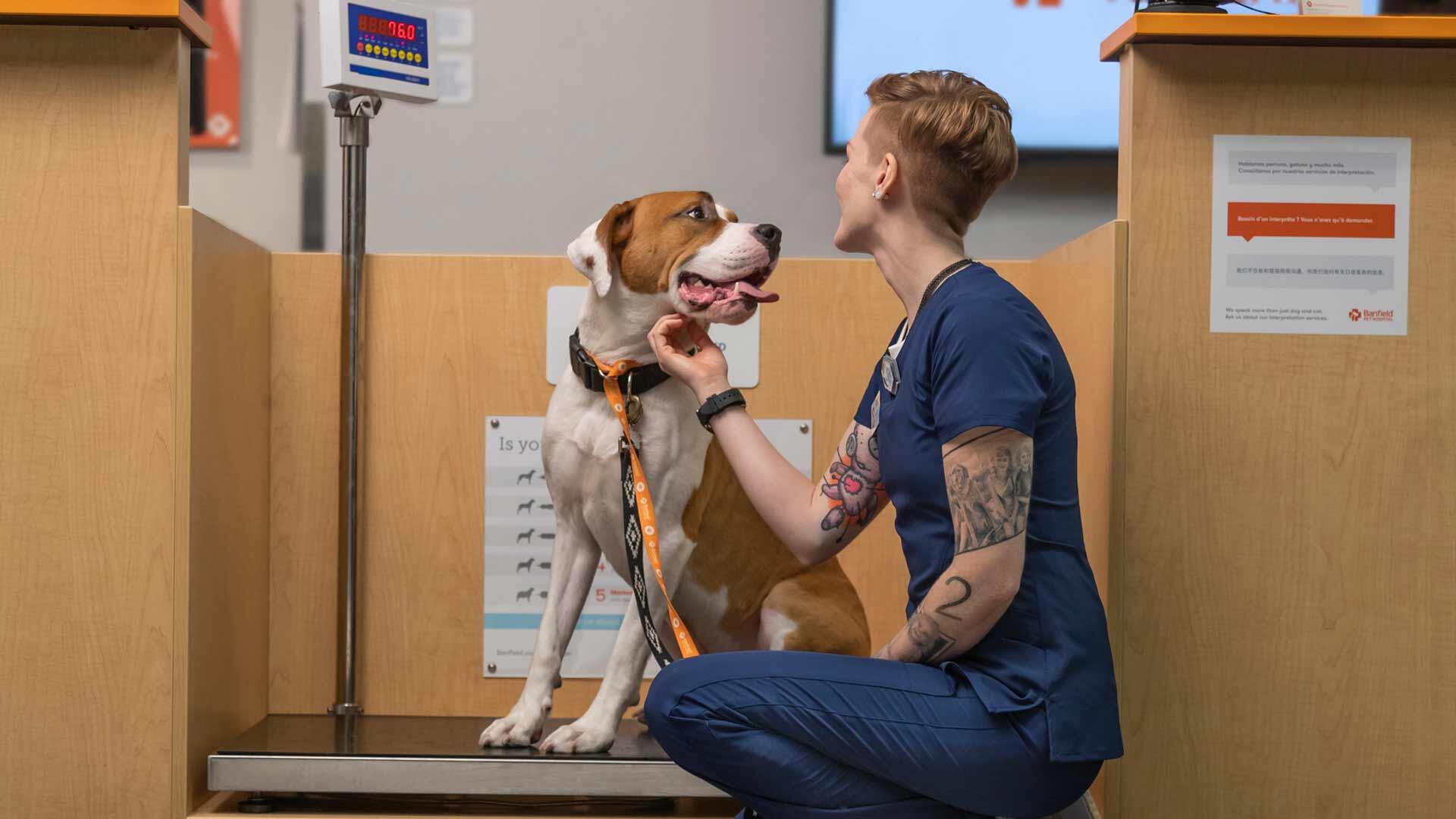 A client service coordinator (CSC) weighs a dog at a Banfield hospital