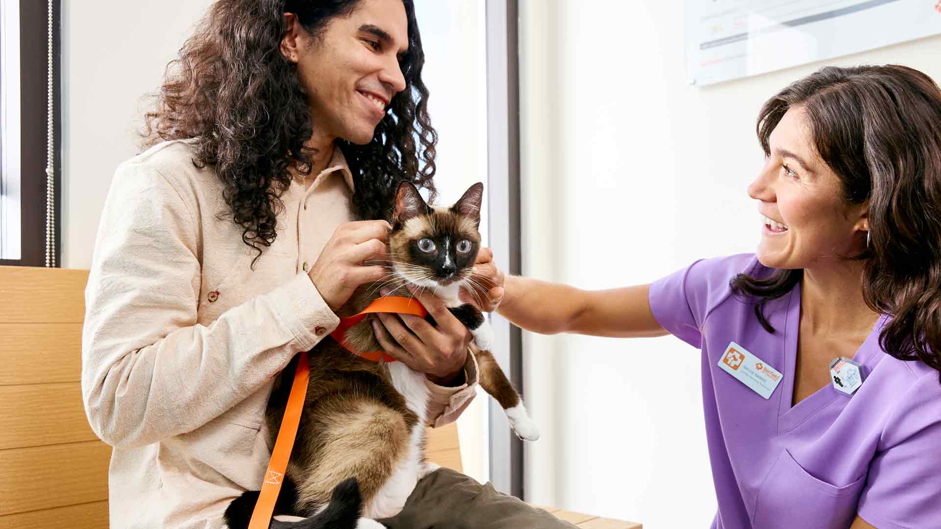 A cute cat being examined