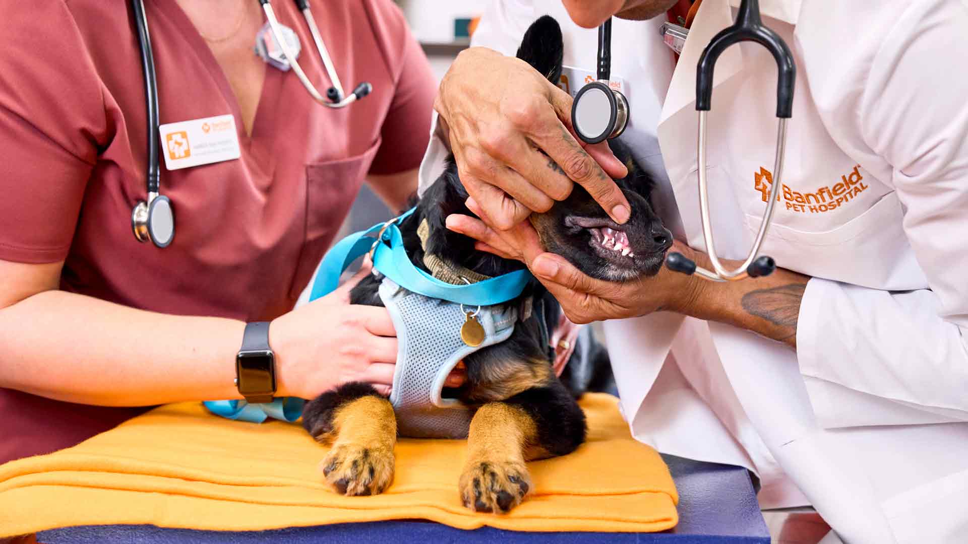 A dog getting its canine examined