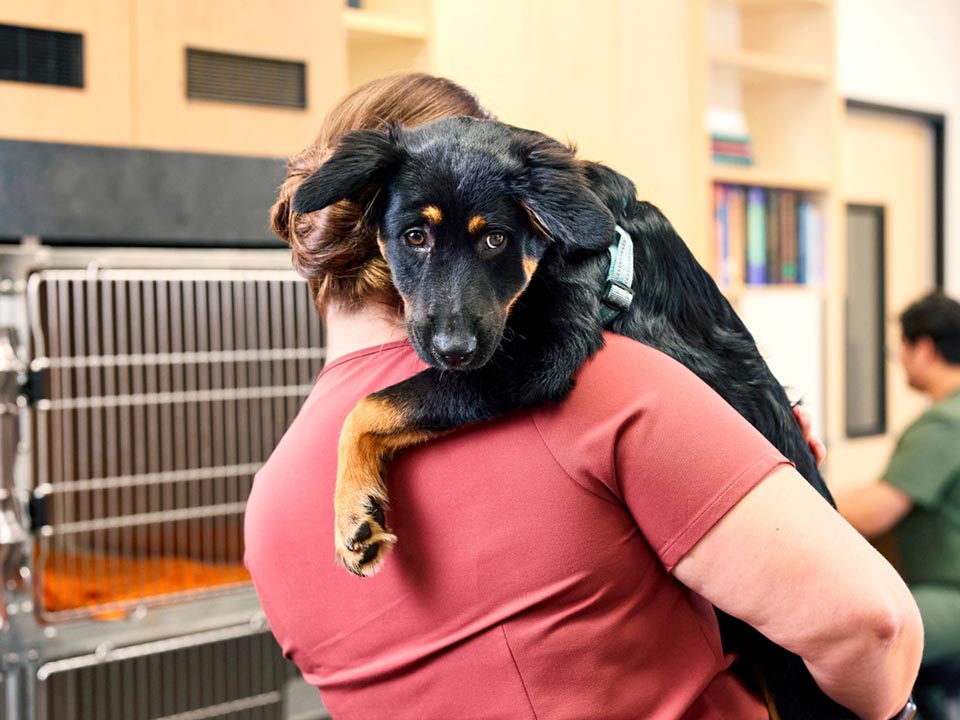 A vet tech hugging a dog