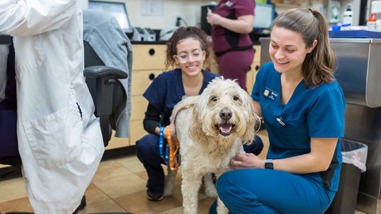 a dog at the vet