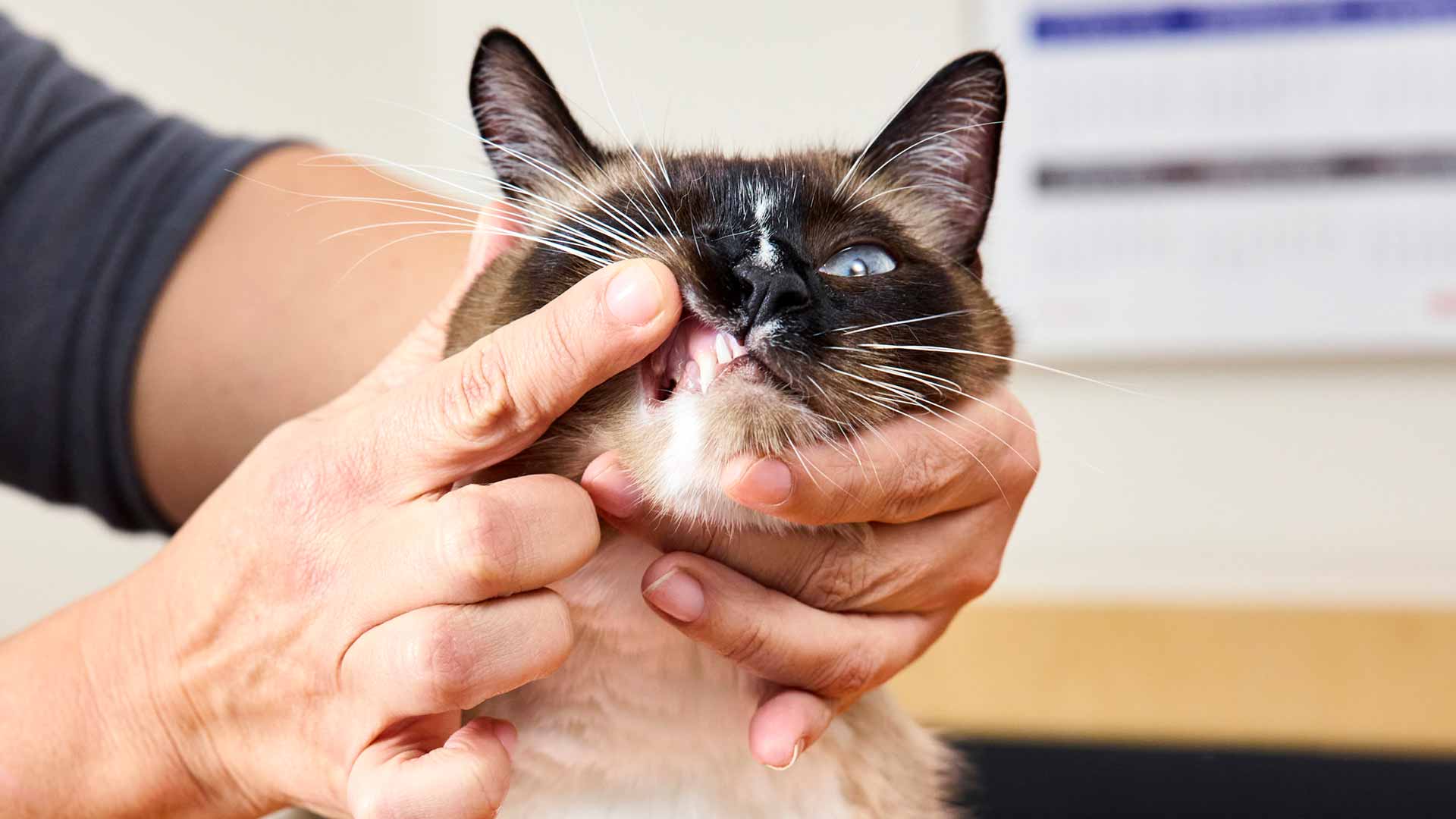 A veterinarian examines the teeth of a Siamese cat