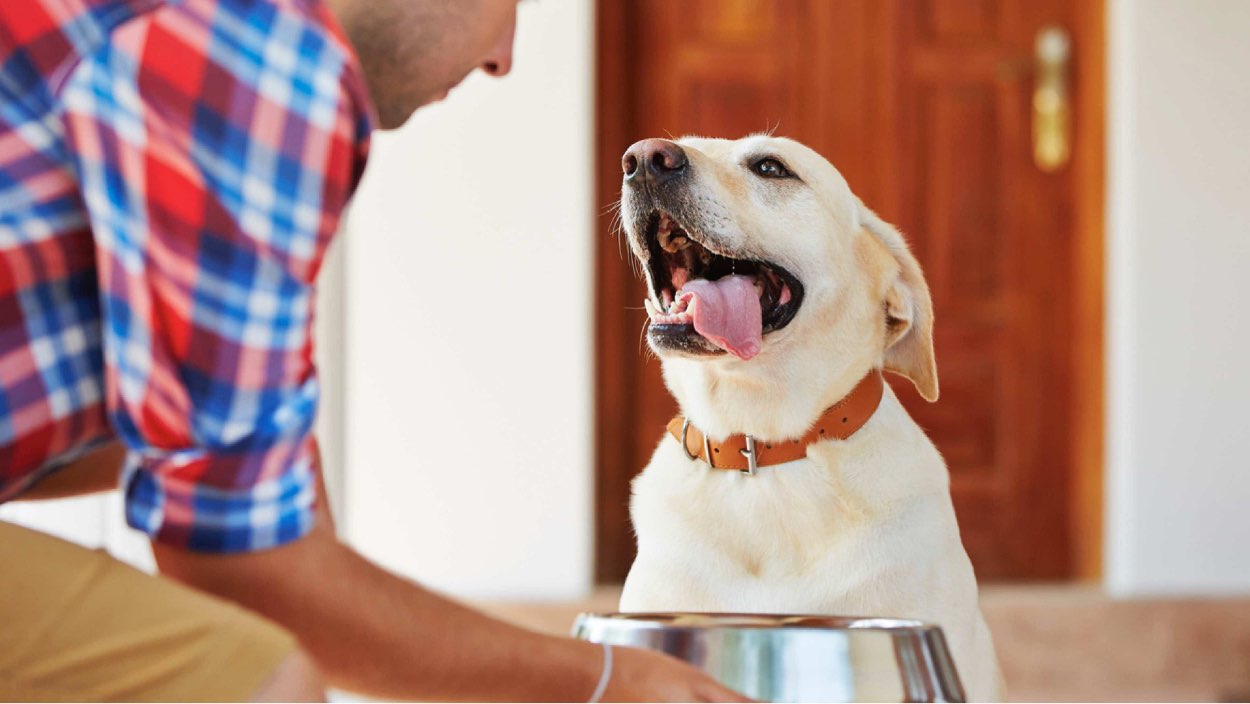 man gives smiling dog food bowl