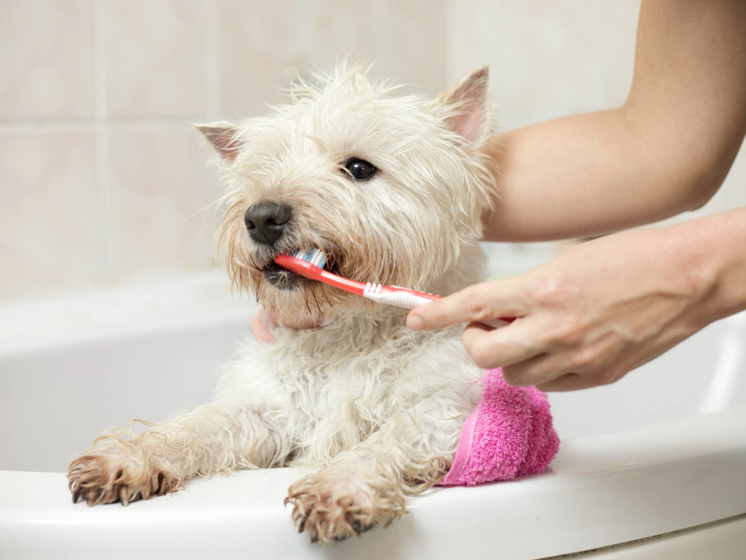 A West Highland Terrier getting its teeth brushed in a bathtub