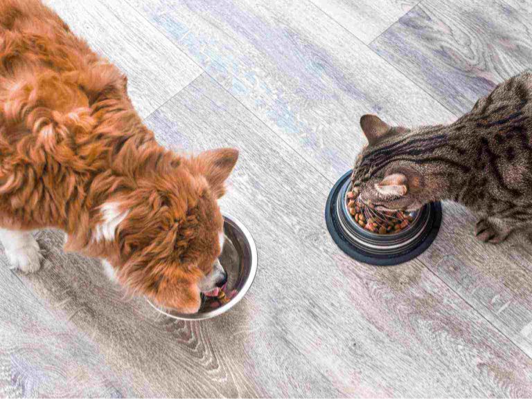 A dog and a cat eating from their food bowls