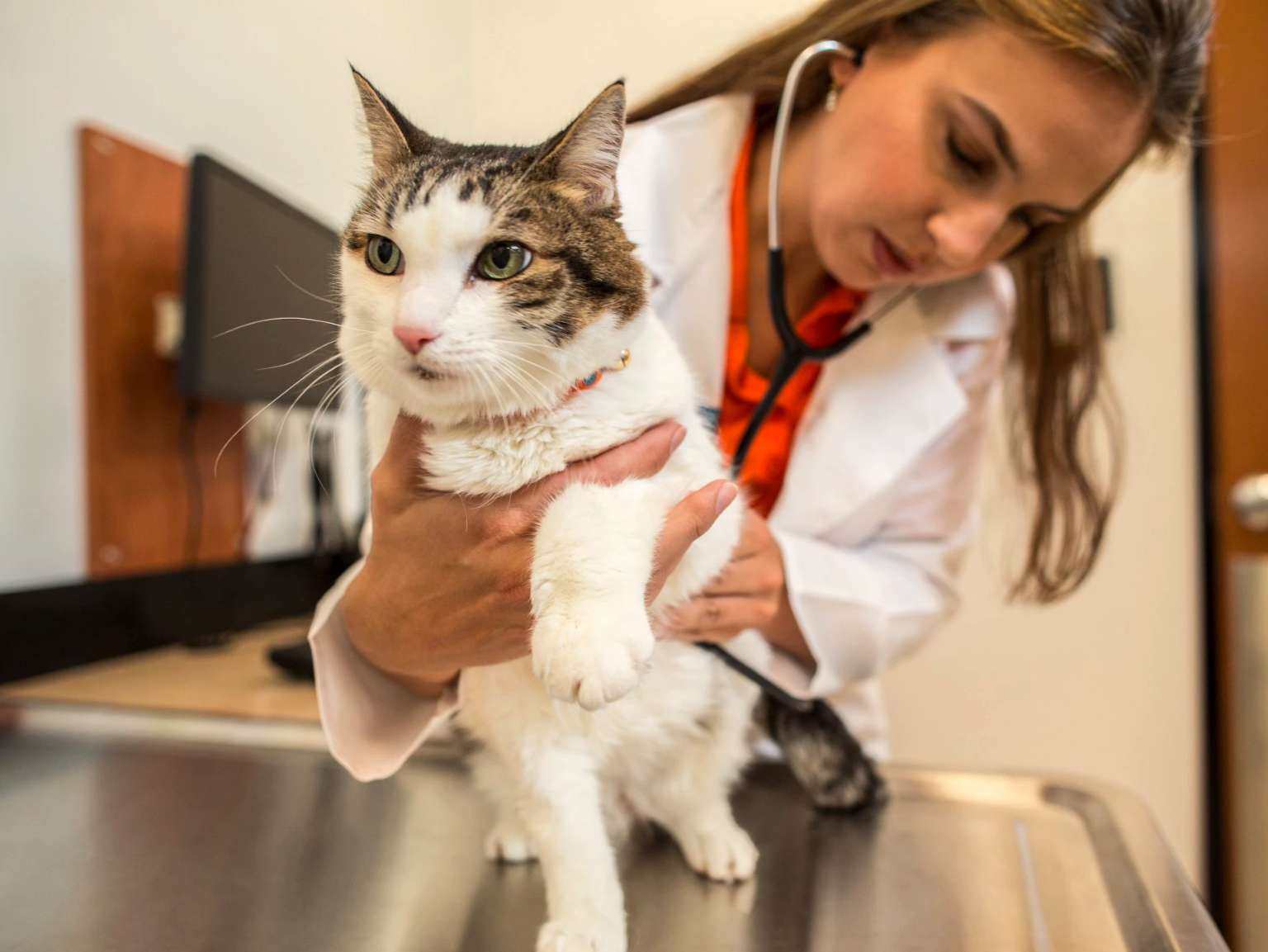 A young female veterinarian examining a cat at the Banfield Pet Hospital
