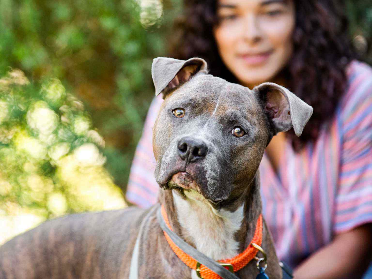 A curious dog looking towards the camera while its owner is seen sitting in the background
