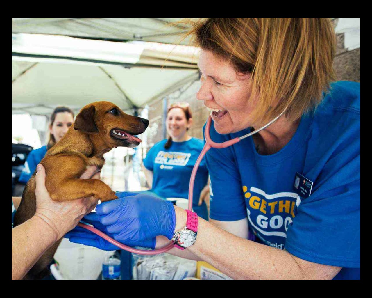 Doctor checking dog with stethoscope