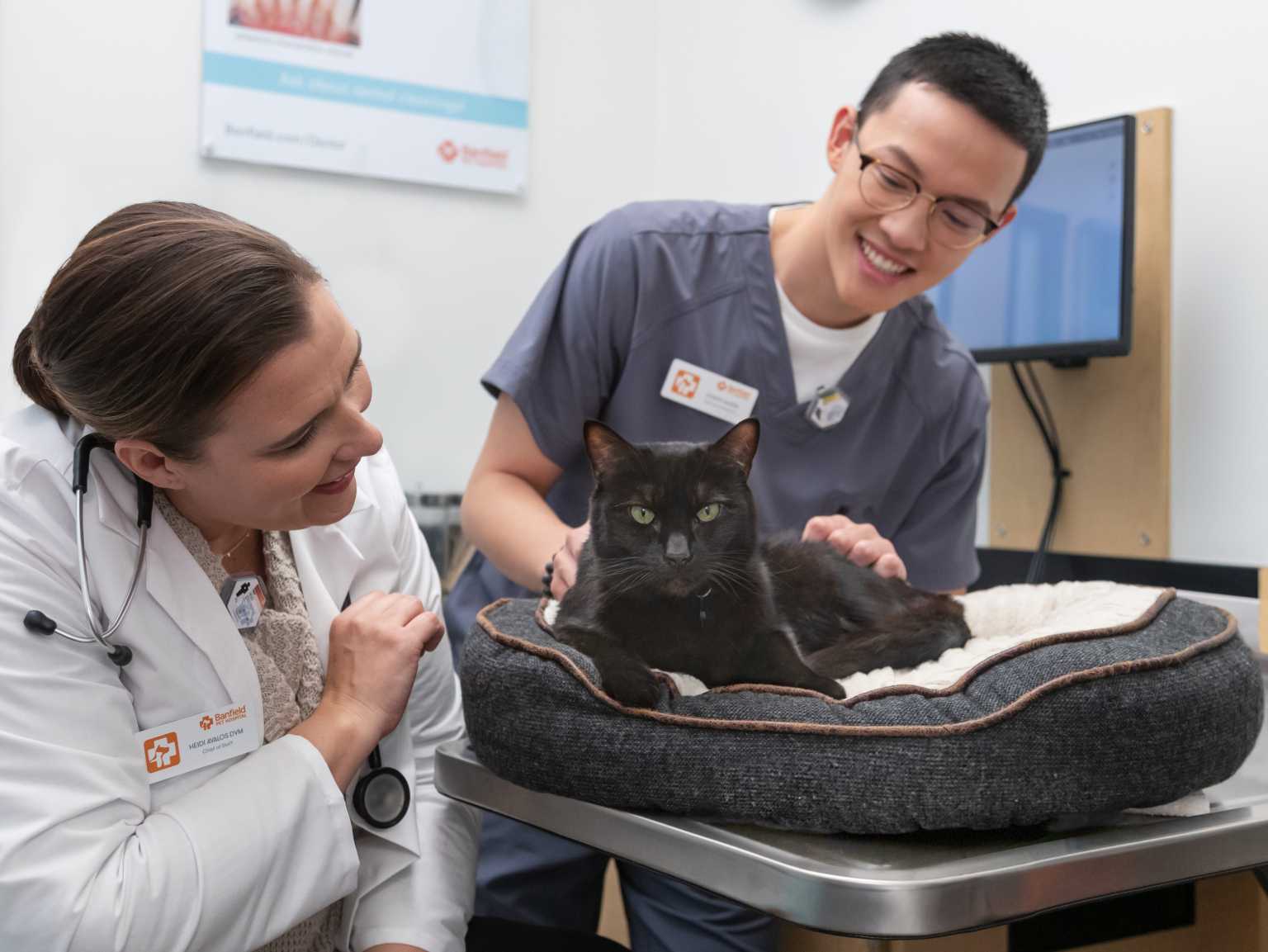 Doctors checking Cat at hospital