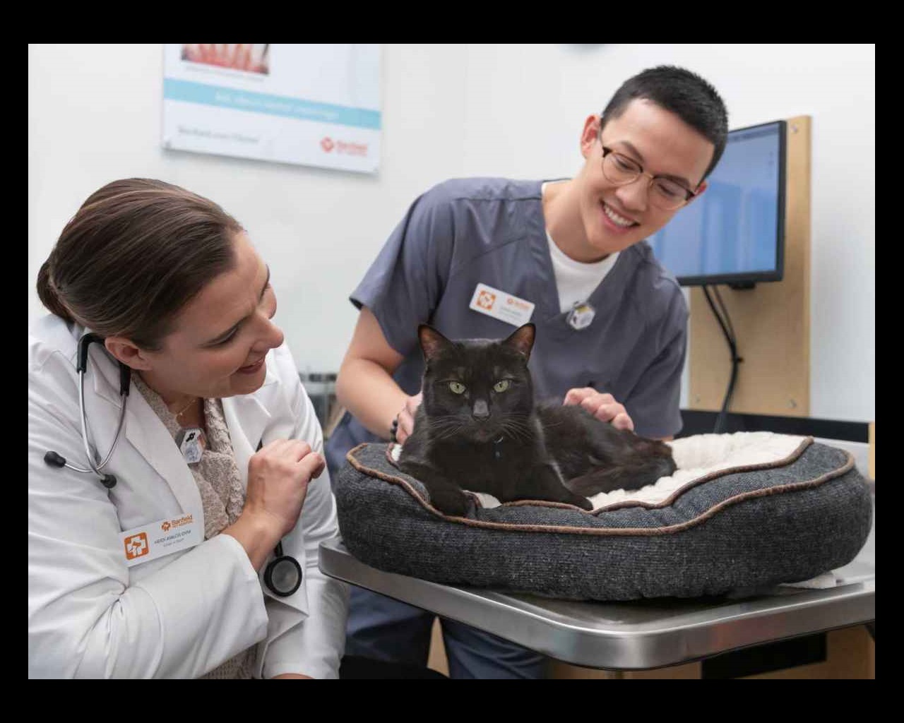 Doctors checking Cat at hospital