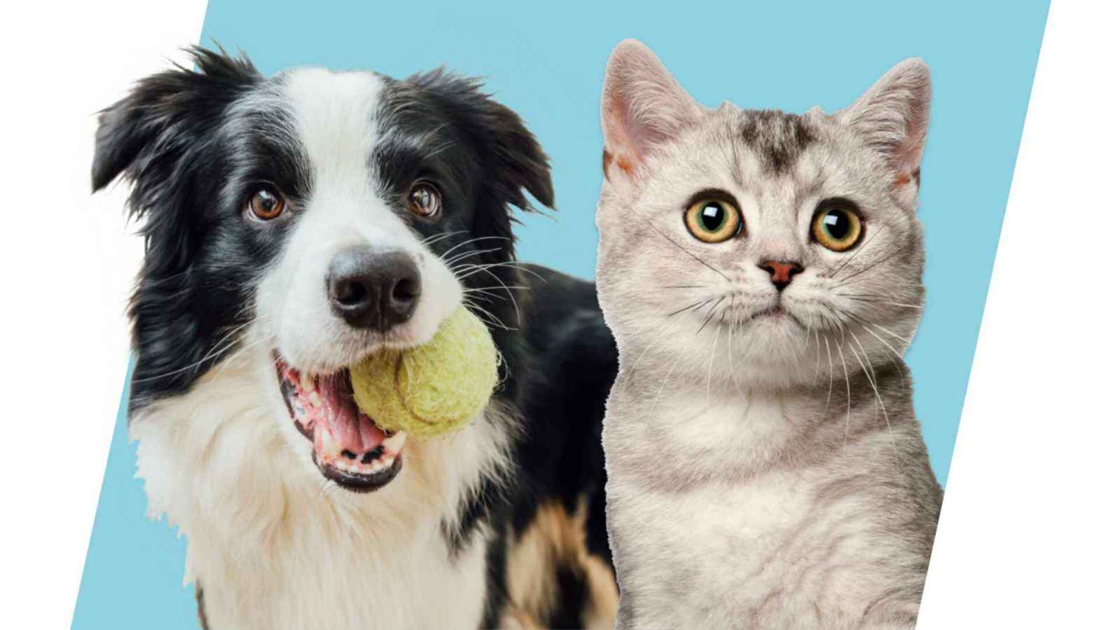 Wellness Hub Banfield Pet Hospital®